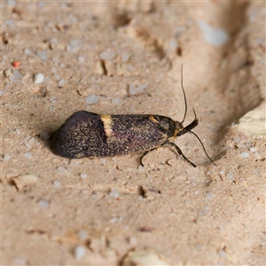 Leistomorpha brontoscopa at Harrison, ACT - suppressed