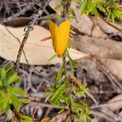 Eochrois caminias (A Concealer moth (Wingia Group)) at Bungendore, NSW by clarehoneydove