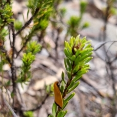 Eochrois caminias at suppressed - 29 Sep 2024