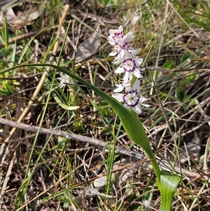 Wurmbea dioica subsp. dioica at Whitlam, ACT - 28 Sep 2024 03:22 PM