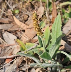 Plantago varia (Native Plaintain) at Whitlam, ACT - 28 Sep 2024 by sangio7