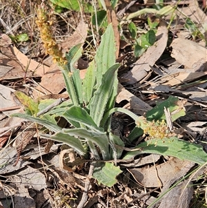 Plantago varia at Whitlam, ACT - 28 Sep 2024 03:25 PM