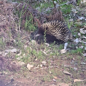 Tachyglossus aculeatus at Burrinjuck, NSW - 30 Sep 2024 03:11 PM