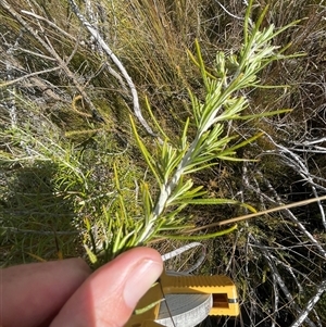 Ozothamnus rosmarinifolius at Tharwa, ACT - 30 Sep 2024 02:41 PM