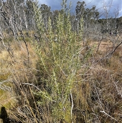 Ozothamnus rosmarinifolius at Tharwa, ACT - 30 Sep 2024 02:41 PM