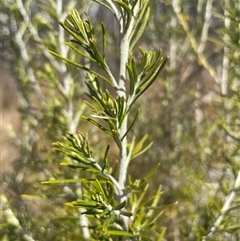 Ozothamnus rosmarinifolius at Tharwa, ACT - 30 Sep 2024