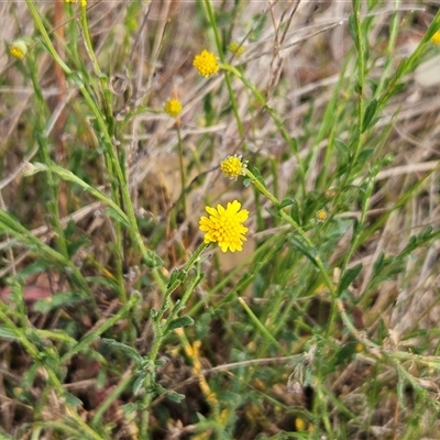 Calotis lappulacea (Yellow Burr Daisy) at Whitlam, ACT - 28 Sep 2024 by sangio7