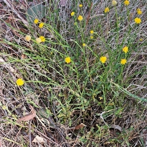 Calotis lappulacea at Whitlam, ACT - 28 Sep 2024