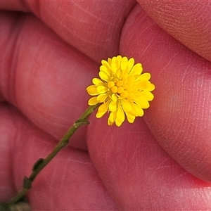 Calotis lappulacea at Whitlam, ACT - 28 Sep 2024