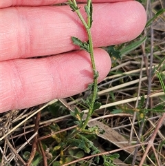 Calotis lappulacea at Whitlam, ACT - 28 Sep 2024