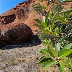 Ficus platypoda (Native Rock Fig) at Petermann, NT - 30 Sep 2024 by atticus