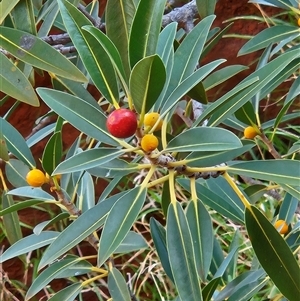 Ficus platypoda at Petermann, NT - 30 Sep 2024