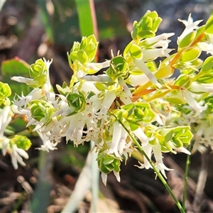 Brachyloma daphnoides at Whitlam, ACT - 28 Sep 2024