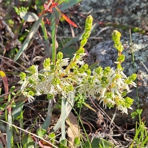 Brachyloma daphnoides at Whitlam, ACT - 28 Sep 2024