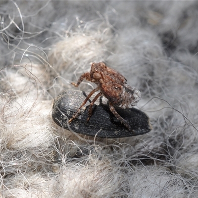 Fulgoroidea (superfamily) (Unidentified fulgoroid planthopper) at Page, ACT - 15 Sep 2024 by catherine.gilbert