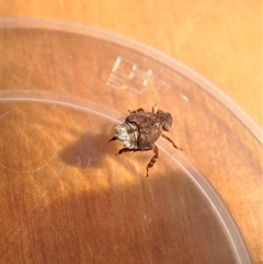 Fulgoroidea (superfamily) at Page, ACT - 15 Sep 2024 01:11 PM