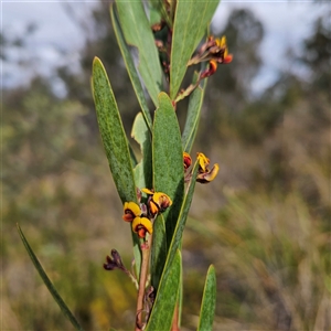 Daviesia mimosoides subsp. mimosoides at Bombay, NSW - 27 Sep 2024