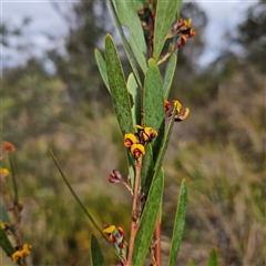 Daviesia mimosoides subsp. mimosoides at Bombay, NSW - 27 Sep 2024