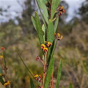 Daviesia mimosoides subsp. mimosoides at Bombay, NSW - 27 Sep 2024