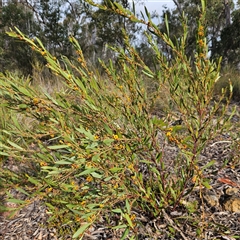 Daviesia mimosoides subsp. mimosoides at Bombay, NSW - 27 Sep 2024