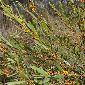 Daviesia mimosoides subsp. mimosoides at Bombay, NSW - 27 Sep 2024