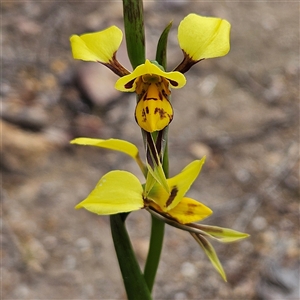 Diuris sulphurea at Bombay, NSW - 27 Sep 2024