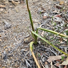 Diuris sulphurea at Bombay, NSW - 27 Sep 2024