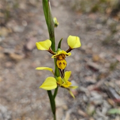 Diuris sulphurea at Bombay, NSW - 27 Sep 2024