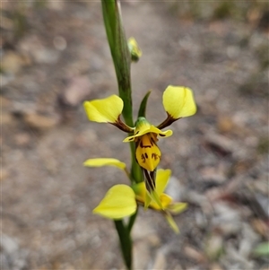 Diuris sulphurea at Bombay, NSW - 27 Sep 2024