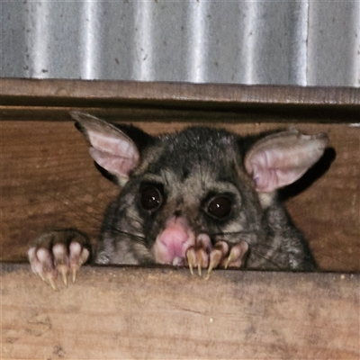 Trichosurus vulpecula (Common Brushtail Possum) at Braidwood, NSW - 29 Sep 2024 by MatthewFrawley