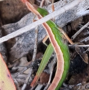 Keyacris scurra at Bungendore, NSW - 29 Sep 2024