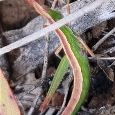 Keyacris scurra (Key's Matchstick Grasshopper) at Bungendore, NSW - 29 Sep 2024 by clarehoneydove