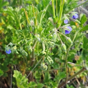 Erodium crinitum at Whitlam, ACT - 28 Sep 2024