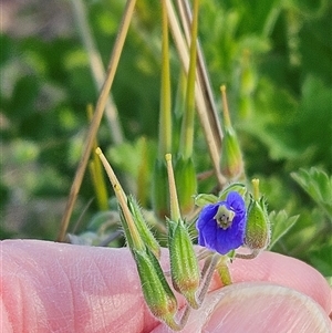 Erodium crinitum at Whitlam, ACT - 28 Sep 2024