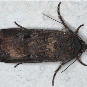 Agrotis infusa at Ainslie, ACT - 29 Sep 2024