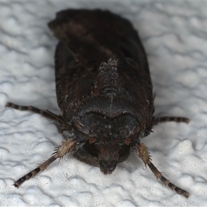 Agrotis infusa at Ainslie, ACT - 29 Sep 2024