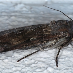 Agrotis infusa at Ainslie, ACT - 29 Sep 2024