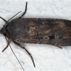 Agrotis infusa at Ainslie, ACT - 29 Sep 2024