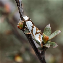 Ocystola paulinella (A Concealer Moth) at Yarralumla, ACT - 30 Sep 2024 by DPRees125