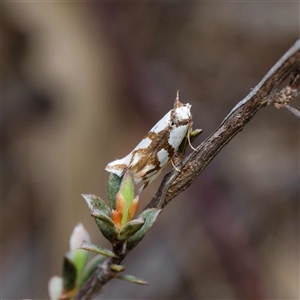 Ocystola paulinella at Yarralumla, ACT - 30 Sep 2024