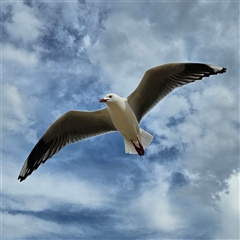 Chroicocephalus novaehollandiae (Silver Gull) at Surf Beach, NSW - 29 Sep 2024 by MatthewFrawley