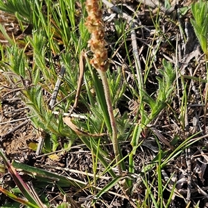 Plantago sp. at Whitlam, ACT - 28 Sep 2024 03:47 PM