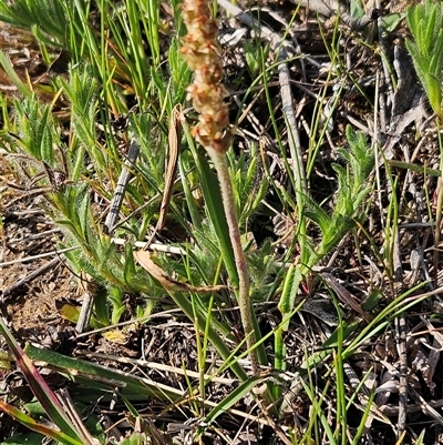 Plantago sp. (Plantain) at Whitlam, ACT - 28 Sep 2024 by sangio7