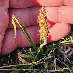 Plantago sp. at Whitlam, ACT - 28 Sep 2024 03:47 PM