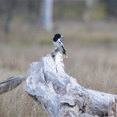 Cracticus nigrogularis (Pied Butcherbird) at Uriarra Village, ACT - 30 Sep 2024 by Harrisi