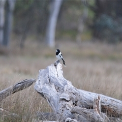 Cracticus nigrogularis at Uriarra Village, ACT - 30 Sep 2024 10:14 AM