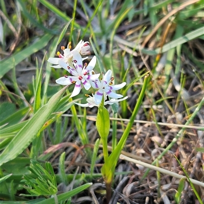 Wurmbea dioica subsp. dioica (Early Nancy) at Whitlam, ACT - 28 Sep 2024 by sangio7