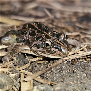 Limnodynastes tasmaniensis at Braidwood, NSW - 28 Sep 2024