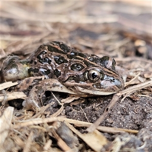 Limnodynastes tasmaniensis at Braidwood, NSW - 28 Sep 2024