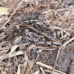 Limnodynastes tasmaniensis at Braidwood, NSW - 28 Sep 2024